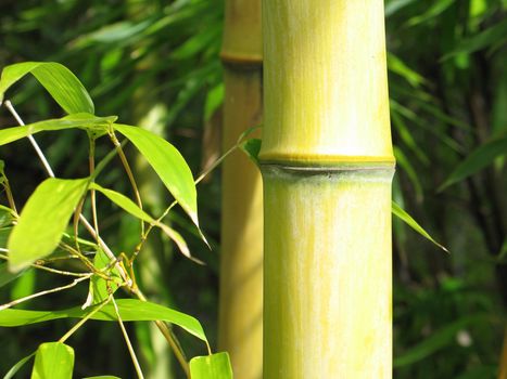 bamboo closeup