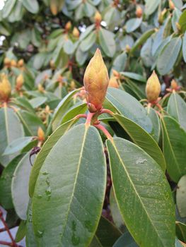 rhododendron flower buds