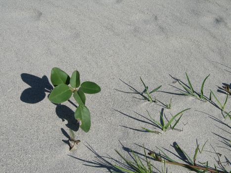 plant growing in the sand