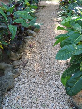 path through the plants