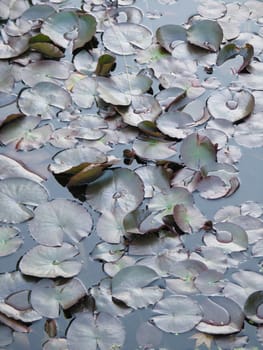 water lily pads