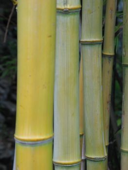bamboo closeup