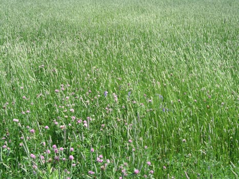 grass closeup