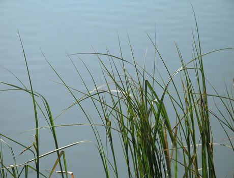  reeds in a green lake