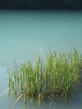  reeds in a green lake