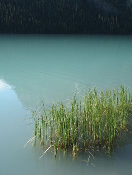 reeds in a green lake