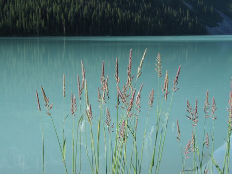 pink reeds in a green lake