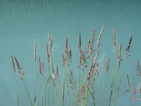 pink reeds in a green lake