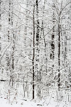 Forst covered in Snow with a tree dividing the image vertically in half.