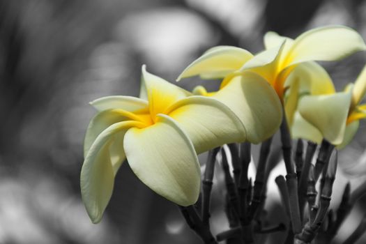 Flowers selectivly colored from a black and white background.