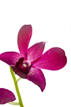 A close up micro shot of a pink iris flower
