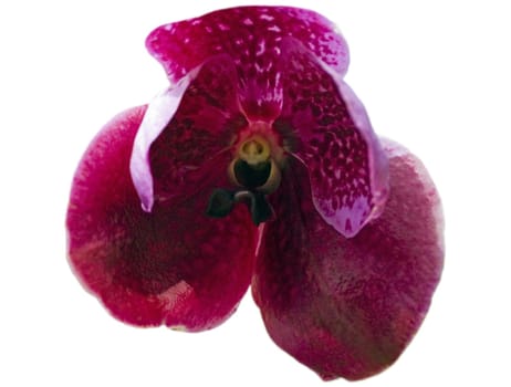 A close up micro shot of a pink iris flower