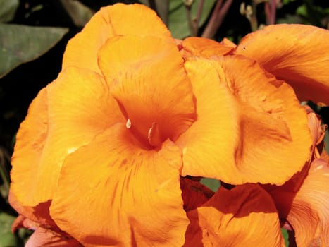 Big orange flower taken in a Moroccain garden