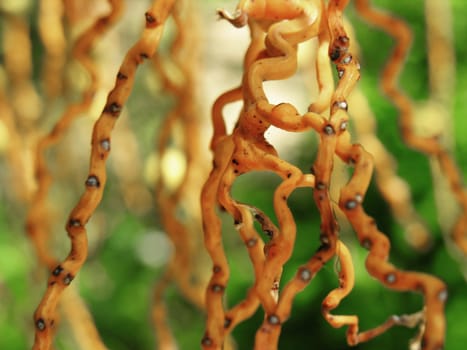 Moroccan plant detail, small orange little branches