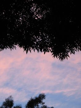 tree and pink sky