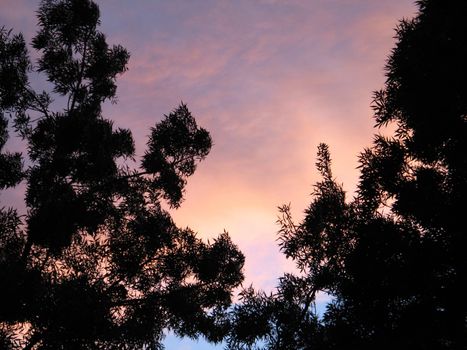 tree and pink sky