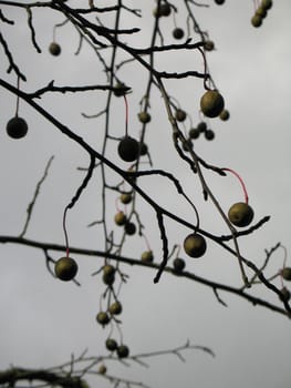 fruit in a tree