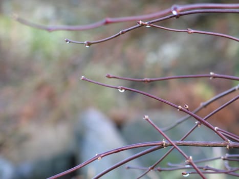 branch closeup