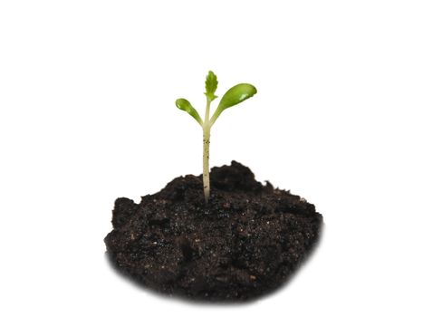 baby plant in soil on white background 