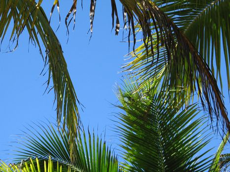 palm tree leaves