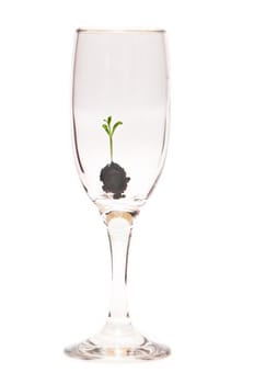 a young seedling in a glass container isolated on a white background. 