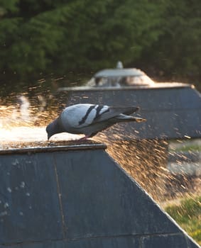 potable water of pigeon from fountain of city park