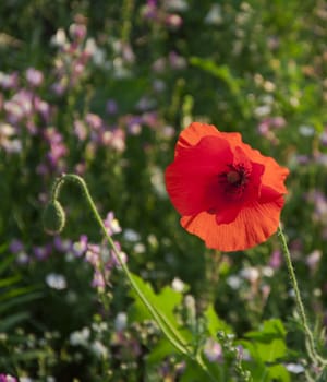 red poppy on the cereal field background 