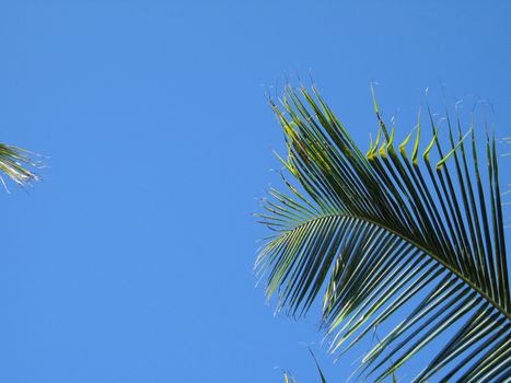 palm tree leaves