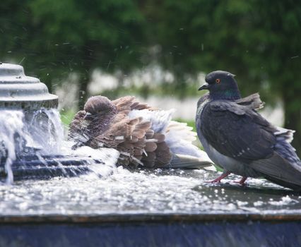 pigeons in city fountain bathe in pure water