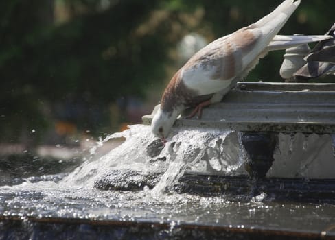 potable water of pigeon from fountain in hot day