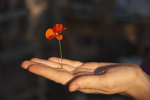 stretched hand holding flower of poppy against a dark background