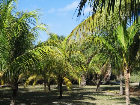 tropical garden