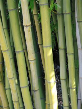 bamboo