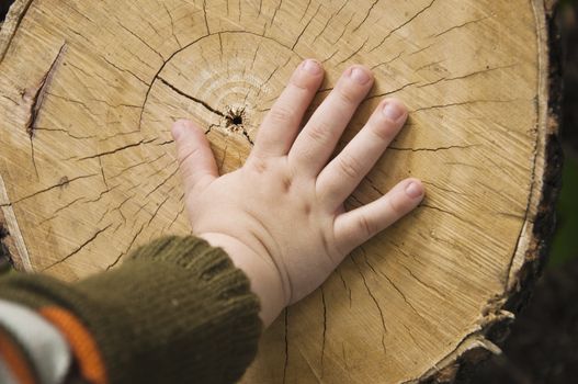 children's hand is located on an old stump 