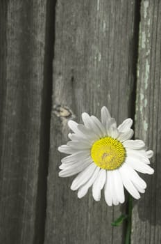 beautiful camomile against old fence for yours