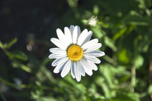 white camomile in a sunny day on a green background