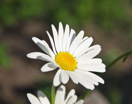 white camomile in a sunny day on a green background