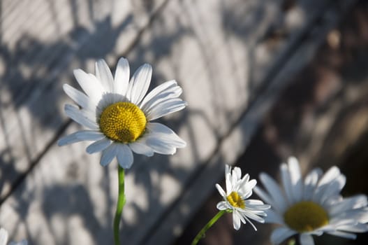 white camomile in the shade in a sunny day