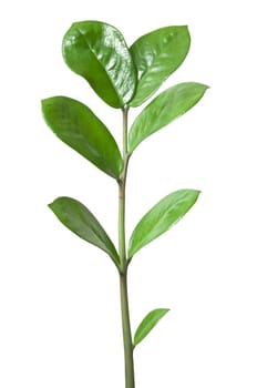 Branch with green leaves isolated on the white