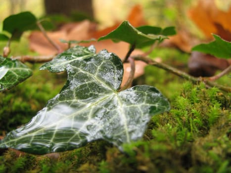 ivy, drop, dew, verdure, plant, background, beauty, moss, water, rain, texture, bright, sheet, nature, flora