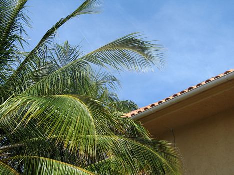 palm tree