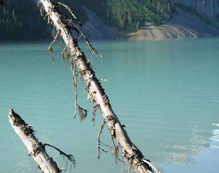 green lake and tree