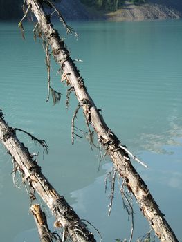 green lake and tree