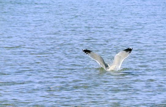 seagull is going down to the water