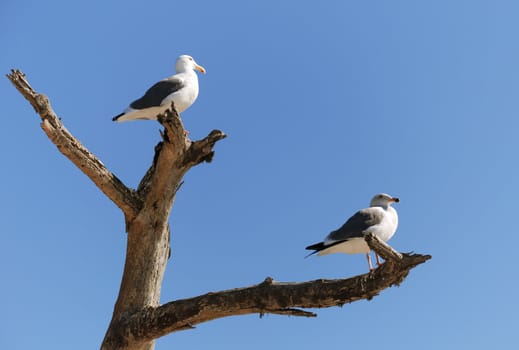 pair of seagulls is sitting on a dead tree trunk