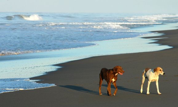 Two dogs on beach in Puerto arista, Mexico