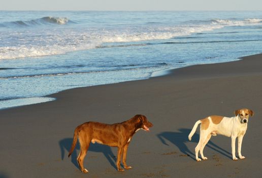 Two dogs on beach in Puerto arista, Mexico