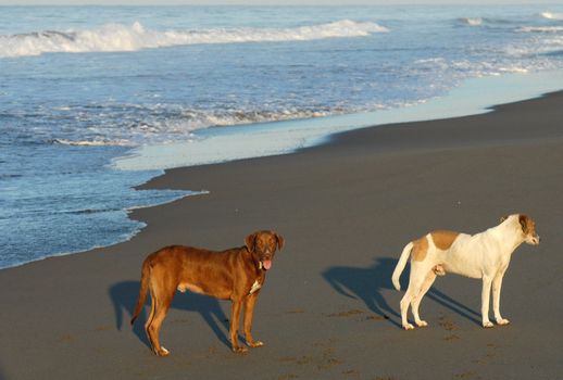 Two dogs on beach in Puerto arista, Mexico