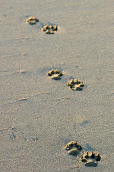 Dog's footsteps on the beach in Puerto Arista, Mexico