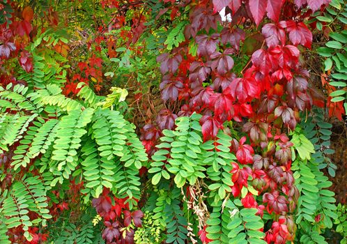 red and green autumn leaves abstract natural background